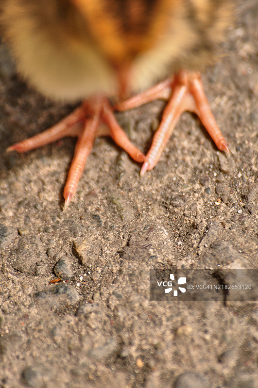 一只鹌鹑雏鸟的小脚掌站在混凝土上特写。图片素材
