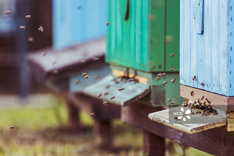 蜜蜂（Apis mellifera），蜂群，养蜂场，蜂巢，蜂蜜，波德卡尔帕茨基，波兰，欧洲图片素材