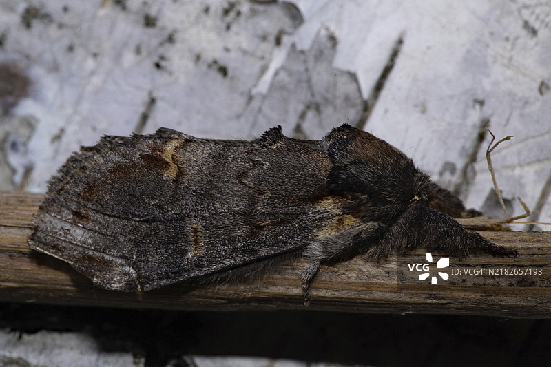 闭翅的单峰骆驼蛾蝴蝶坐在树枝上，朝右侧看。图片素材