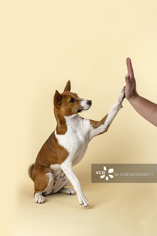 巴森吉犬或刚果猎犬（Canis lupus familiaris），表现出合作行为，年轻动物，6个月，红白色，摄影棚录制图片素材