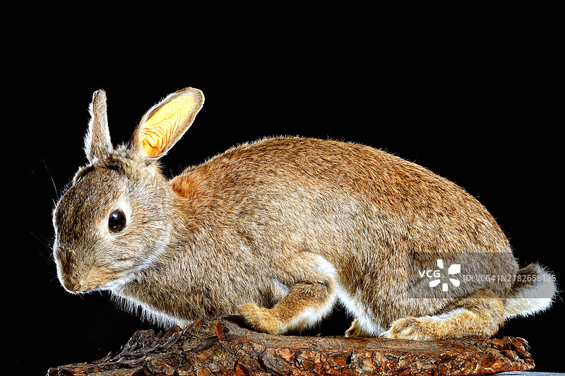 年轻的欧洲野兔，标本，动物准备（Lepus europaeus）图片素材