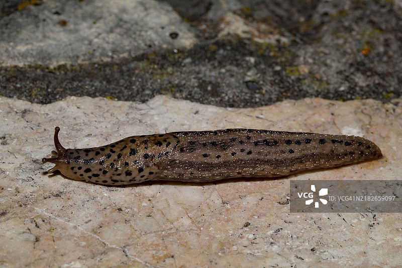 虎蜗牛 大蜗牛 虎蛞蝓 躺在石板路上 向左侧观察图片素材