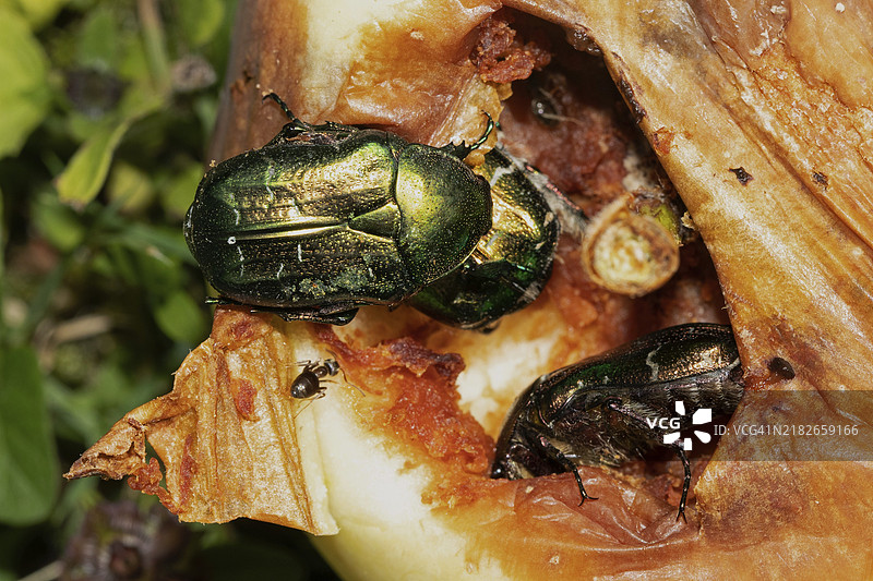 常见玫瑰甲虫三只甲虫坐在腐烂的苹果上，观察不同的事物图片素材