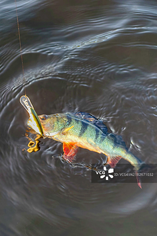 在湖面波光粼粼的水中，钓到的鲈鱼浮出水面。图片素材