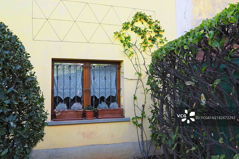 阳光明媚的墙壁，窗户，攀爬的玫瑰，月桂树篱图片素材