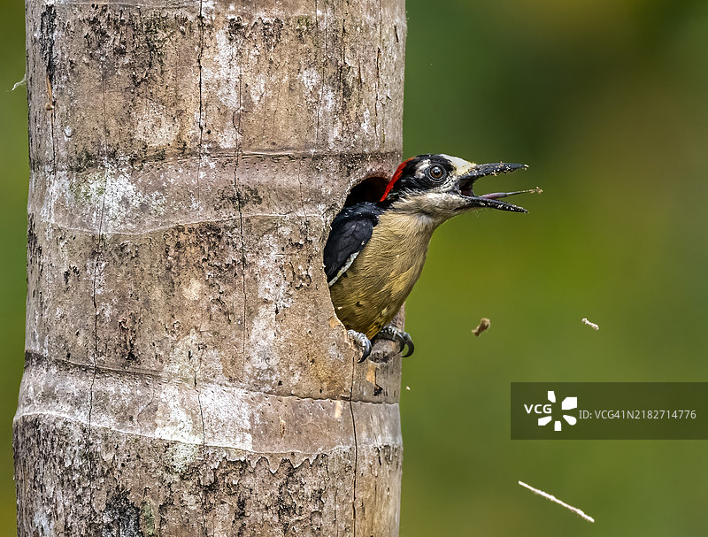 黑颊啄木鸟图片素材