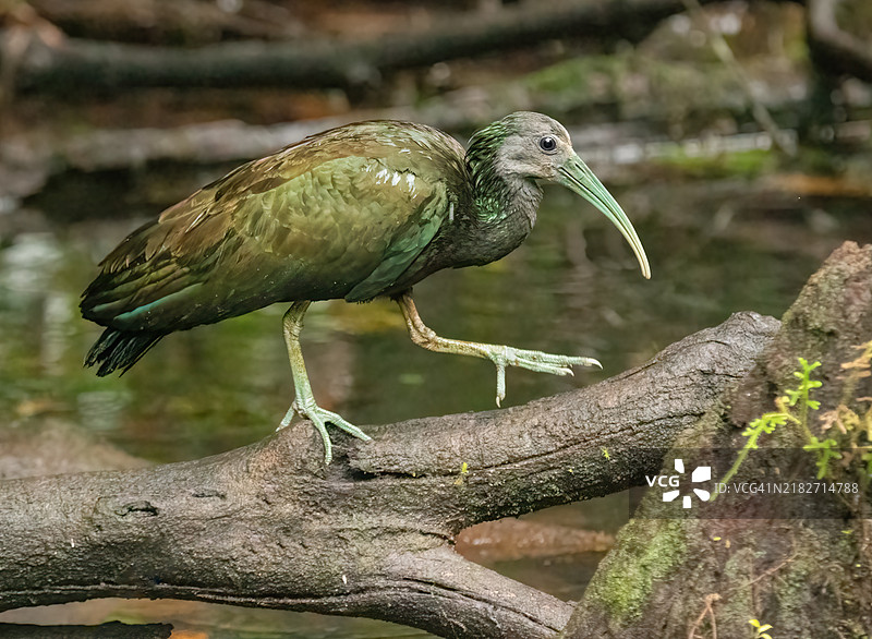 哥斯达黎加的绿色鹮。图片素材