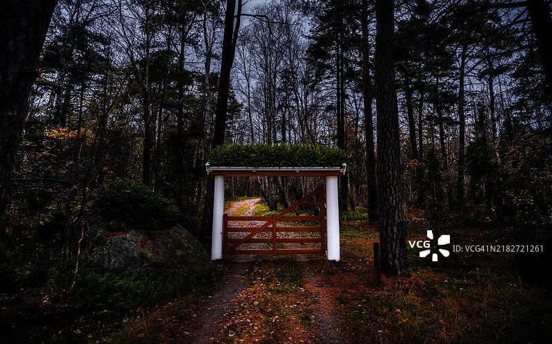 在森林中间有一扇美丽的门图片素材