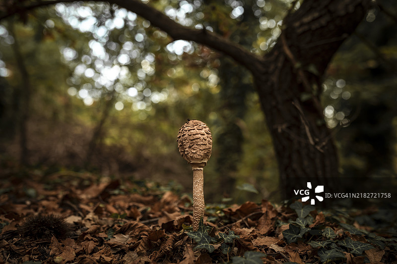 埃特纳山上的蘑菇图片素材