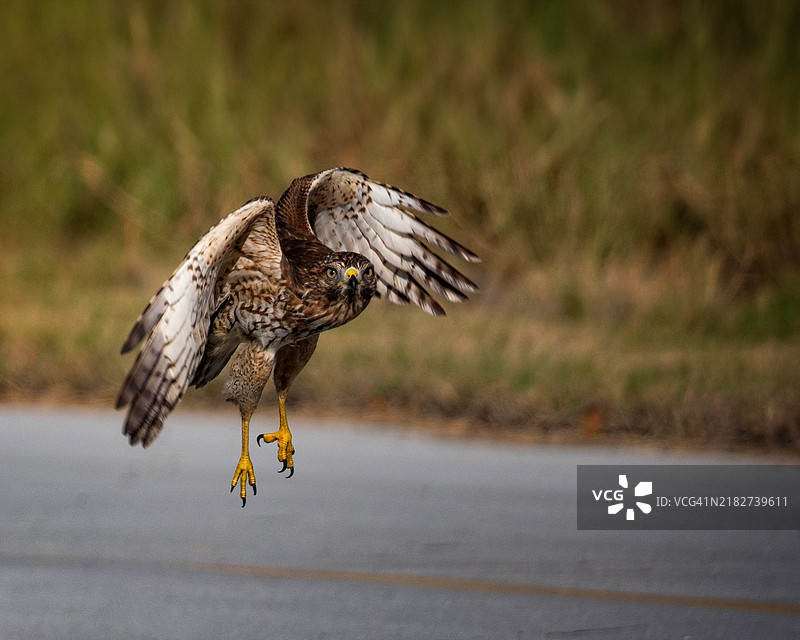 飞翔中的鹰图片素材