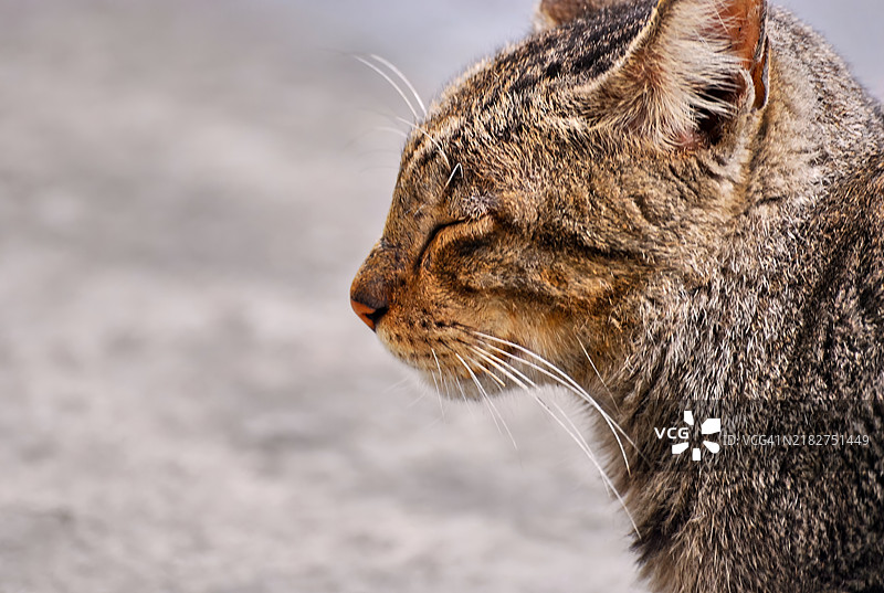 一只毛茸茸、胖乎乎的成年灰色猫的侧面视图。图片素材