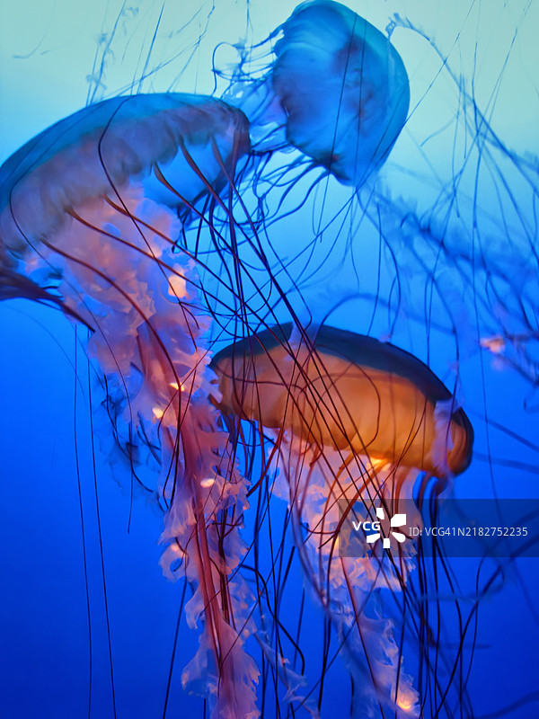 一群水母随着水流优雅地滑行，它们透明的身体轻盈流动。图片素材