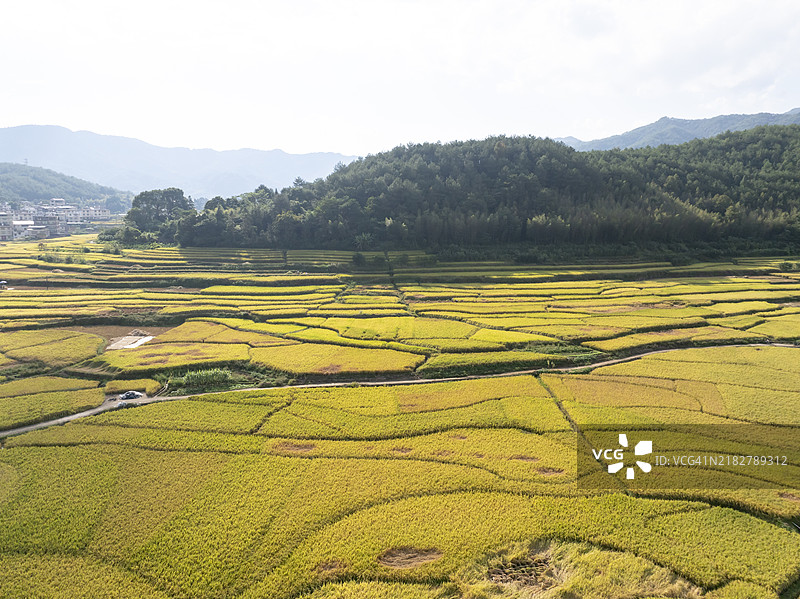 秋季乡村稻田的航拍摄影图片素材