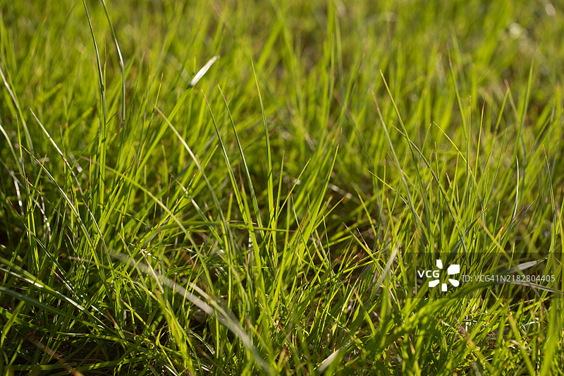 长长的绿色草坪图片素材