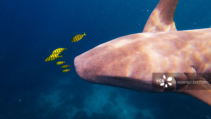 护士鲨在海洋中游泳，身边有小热带鱼的特写肖像图片素材