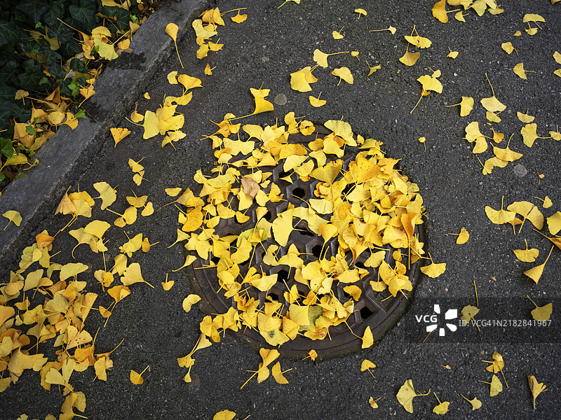 秋天的井盖上有银杏叶图片素材