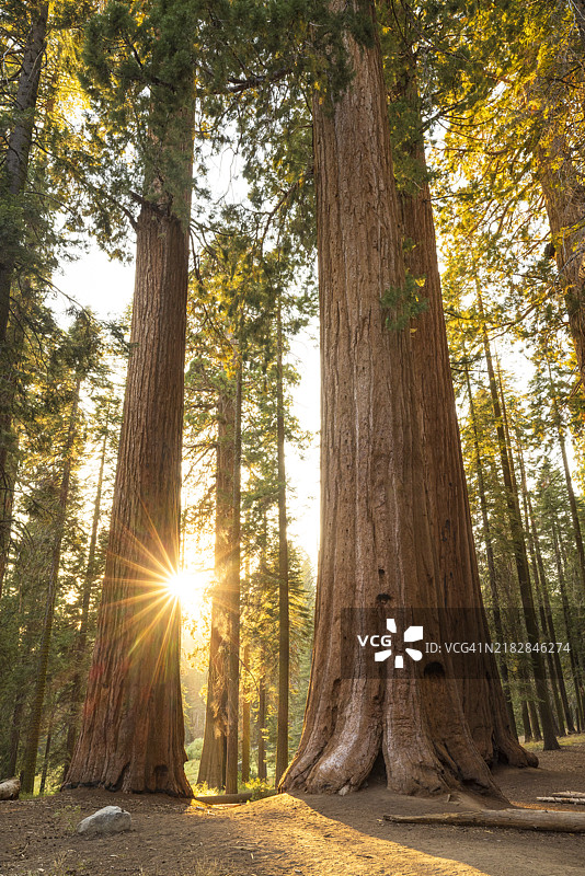 美丽的巨型红杉在阳光明媚的夏日，位于美国加利福尼亚州的红杉国家公园图片素材