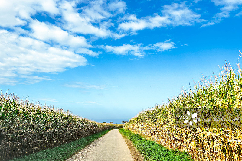 玉米田间的山路图片素材