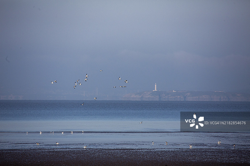 壳鸭在西顿超级海滩上空飞翔，背景是弗拉特霍尔姆灯塔。图片素材