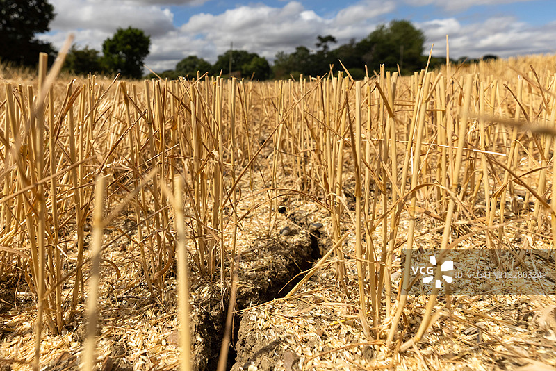 新收割的小麦田土壤中的裂缝图片素材