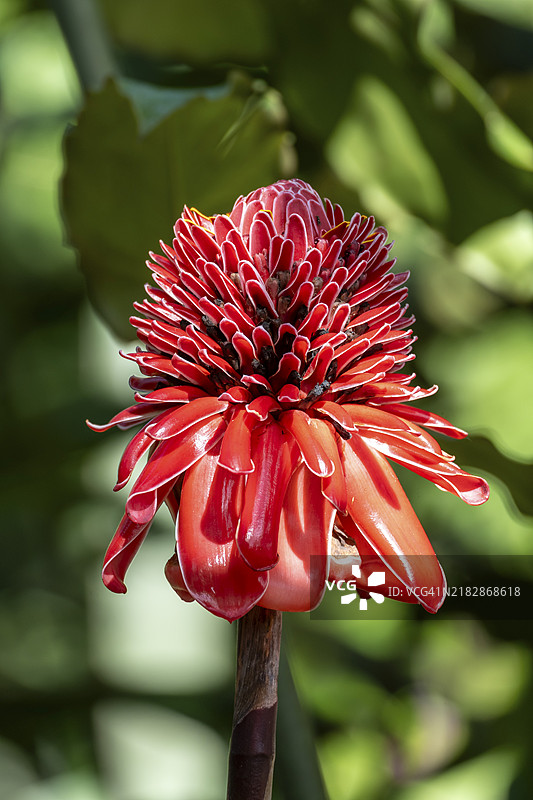 火焰姜（Etlingera elatior），入侵植物种类，哥斯达黎加，中美洲图片素材