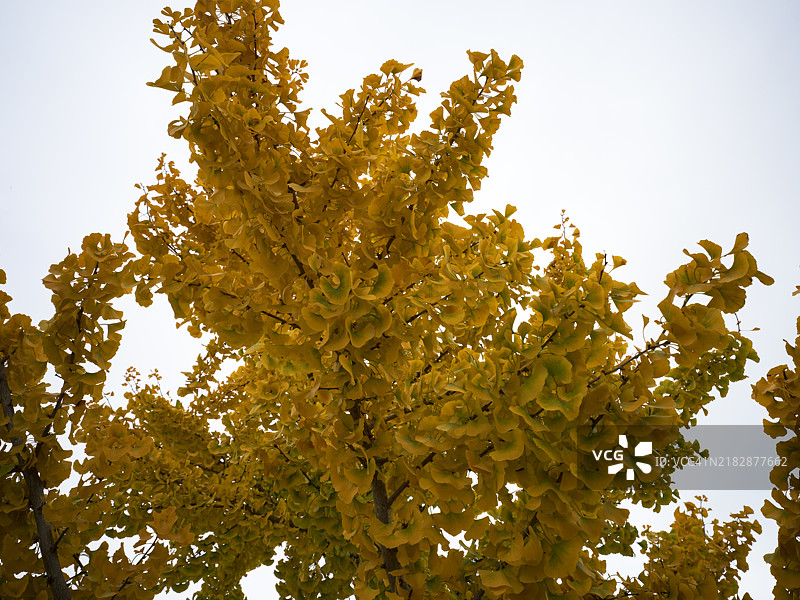 秋天的银杏树高处和低角度视图图片素材