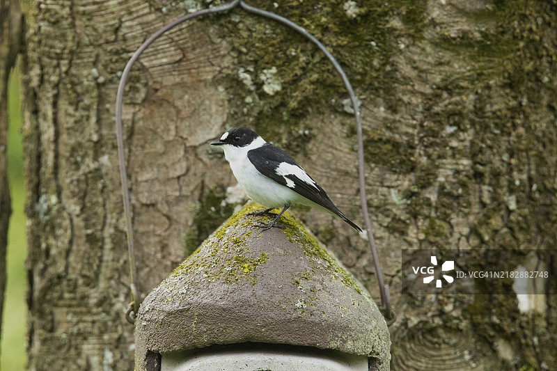 雄性领鸲坐在树干上的鸟巢箱上，向左看。图片素材