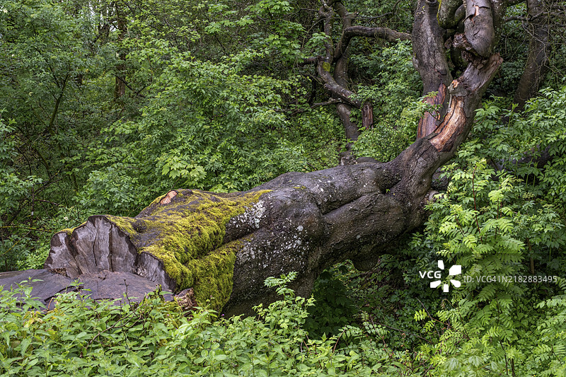 德国萨尔州托伊莱的绍姆堡森林中被苔藓覆盖的倒下树木图片素材