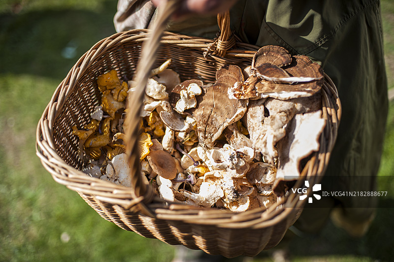 森林中的蘑菇图片素材
