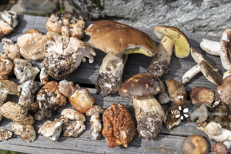 森林中的蘑菇图片素材