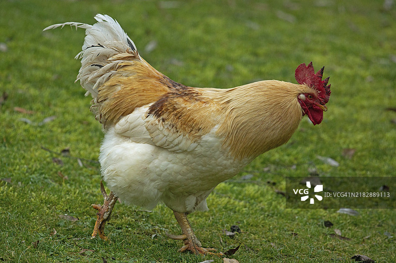 公鸡在绿色草地上站着，朝右侧看。图片素材