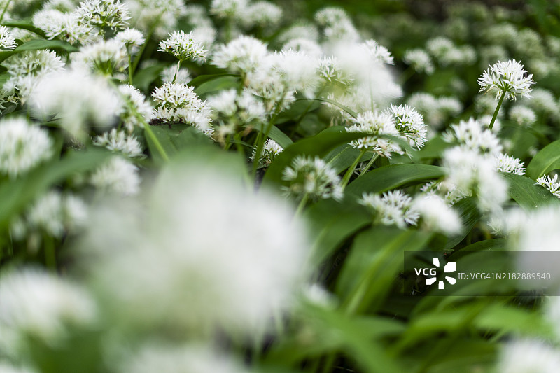 野蒜图片素材