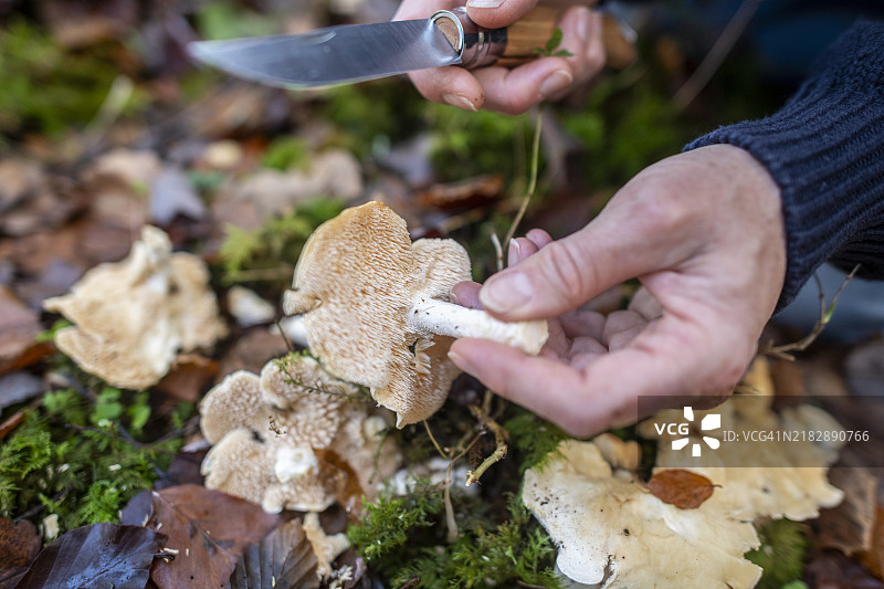 木刺猬蘑菇 (Hydnum Repandum 真菌)图片素材