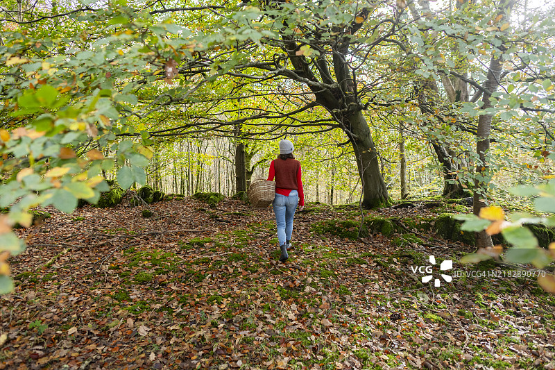 寻找蘑菇图片素材