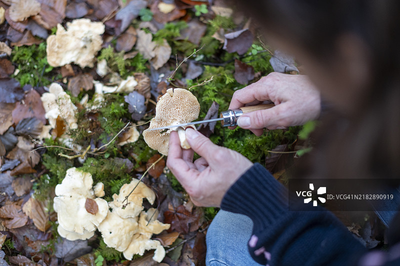 木刺猬蘑菇 (Hydnum Repandum 真菌)图片素材