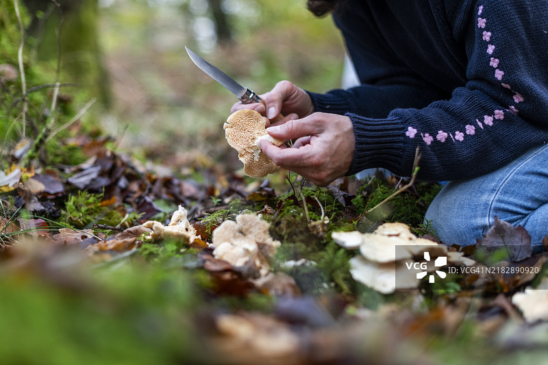 木刺猬蘑菇 (Hydnum Repandum 真菌)图片素材