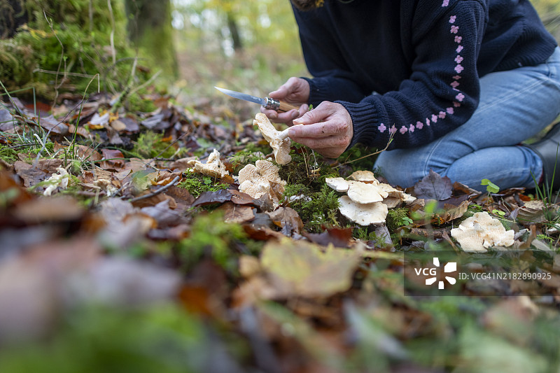 木刺猬蘑菇 (Hydnum Repandum 真菌)图片素材