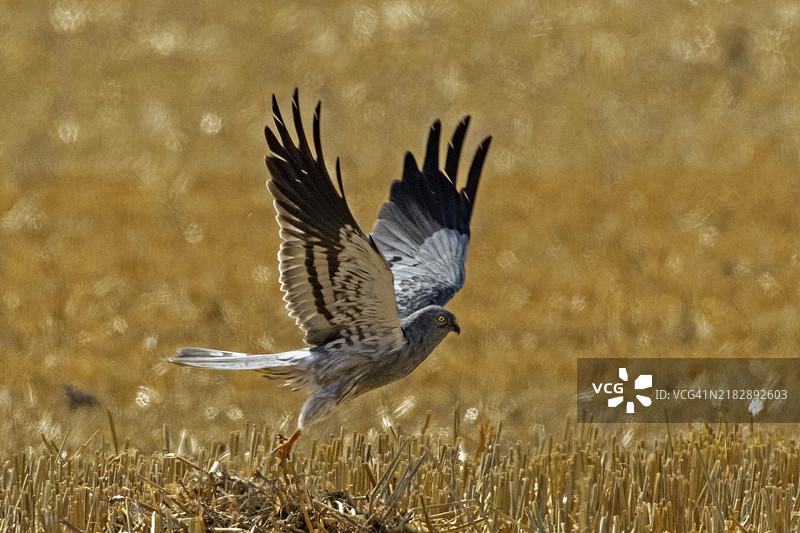 蒙塔古的苍鹰雄鸟在右侧的收割谷物田上展翅起飞图片素材
