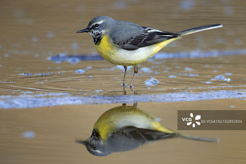 灰鹡鸰图片素材