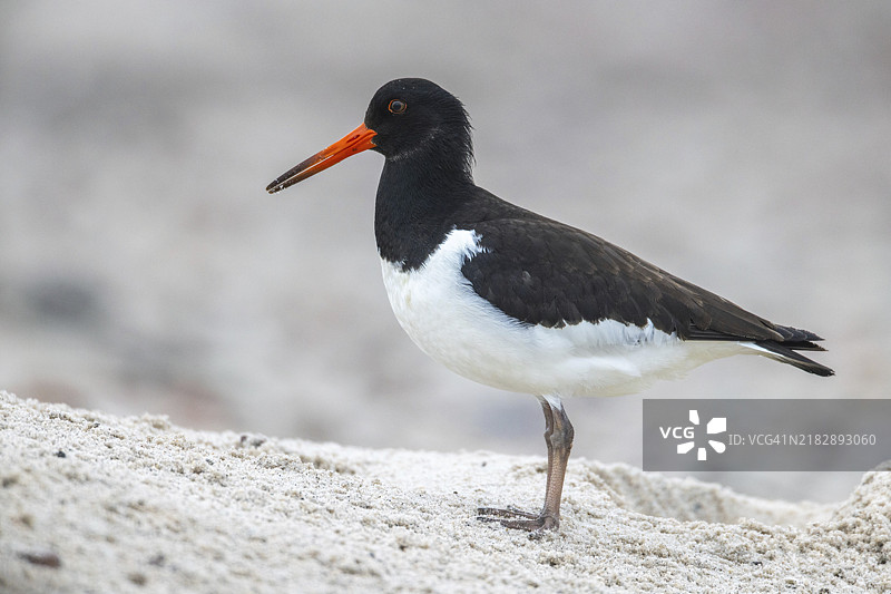 黑嘴鸥，赫利戈兰图片素材