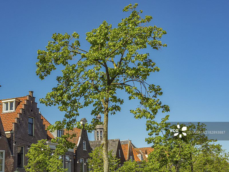 荷兰阿尔克马尔的红屋顶房屋和高大的树木在晴朗的蓝天下图片素材