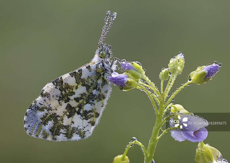 草地泡沫上的极光蝴蝶图片素材