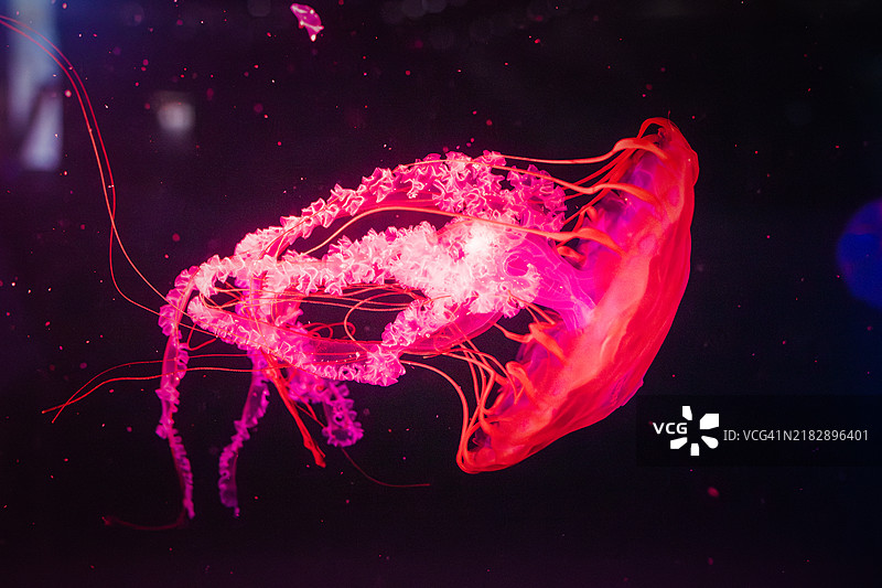 水母。图片素材