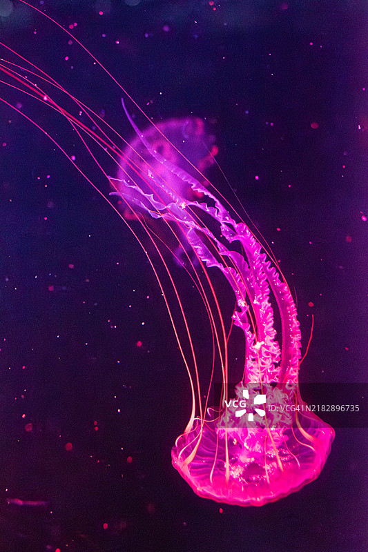 水母。图片素材