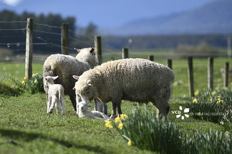 新西兰西海岸伊卡马图亚附近的水仙花田中的春季小羊和绵羊图片素材
