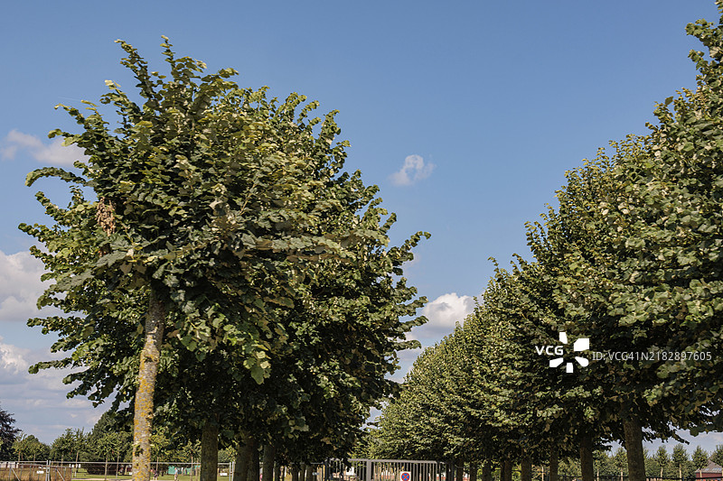 一条绿树成荫的林荫大道，阳光明媚的夏日，位于德国北莱茵-威斯特法伦州的赞滕，欧洲图片素材