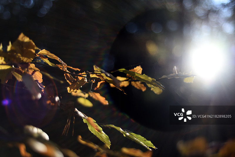 榉树的秋天叶子图片素材