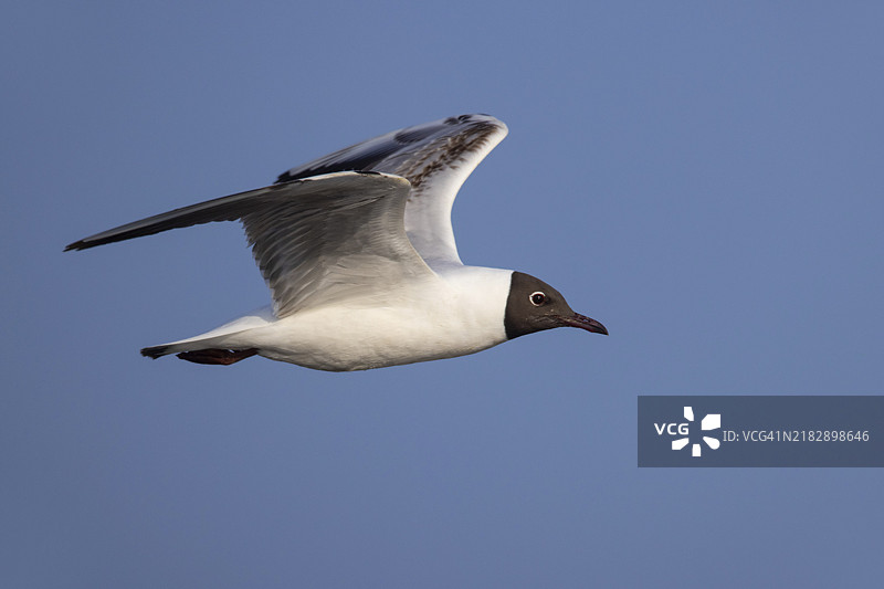 黑头鸥图片素材