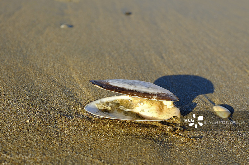 北海的双壳类动物（双壳纲），荷兰赞德沃特的沙滩图片素材