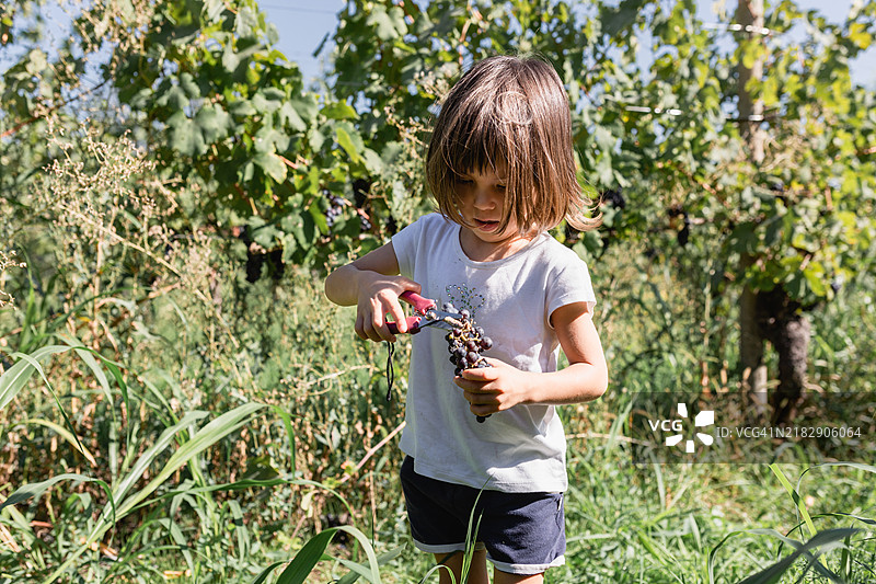 小孩在农场里采摘并吃葡萄图片素材